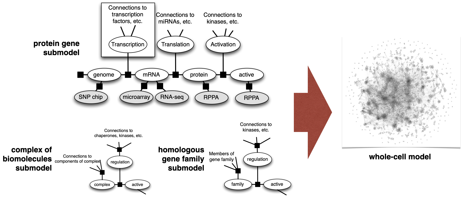 visual display of the factor graph model for genes, complexes, and gene families, and an illustration of the interactions used to construct a whole cell network